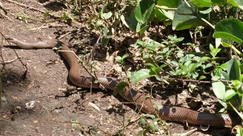 Harmless snake, Tanzania Stock Footage 125462505