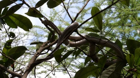 Harmless snake, Tanzania Stock Footage 125463405