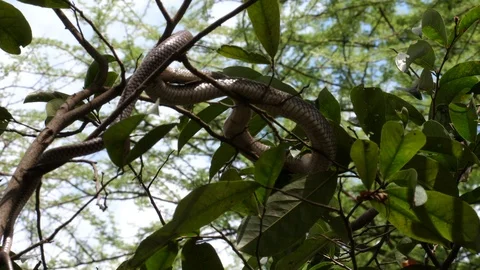 Harmless snake, tanzania Stock Footage 125463495