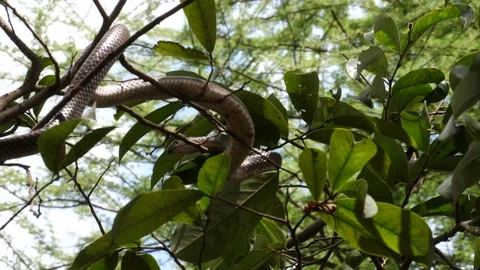 Harmless snake, tanzania Stock Footage 125464270