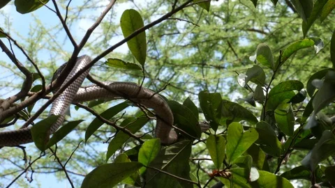 Harmless snake, tanzania Stock Footage 125464542