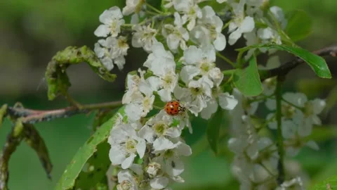 Harmonia axyridis Stockbeeldmateriaal 308746309