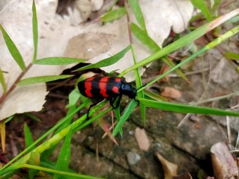 Harmonia axyridis Stock Photos