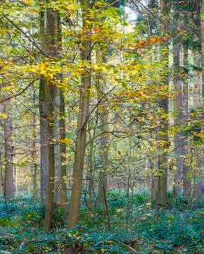 Harmonic pattern of oak trees in the forest Stock Photos