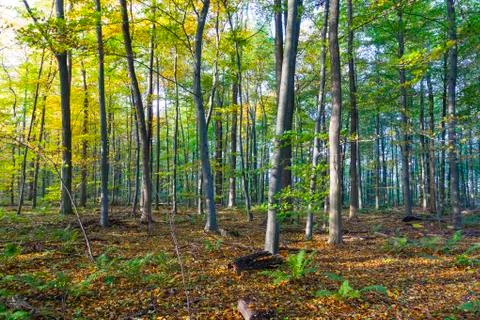 Harmonic pattern of oak trees in the forest Stock Photos