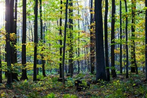 Harmonic pattern of oak trees in the forest Stock Photos