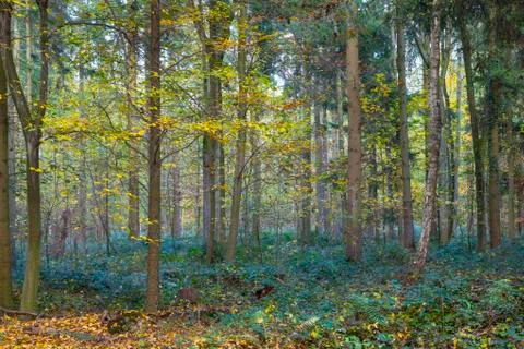 Harmonic pattern of oak trees in the forest Stock Photos