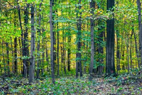 Harmonic pattern of oak trees in the forest Foto stock
