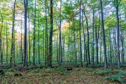 Harmonic pattern of oak trees in the forest Stock Photos