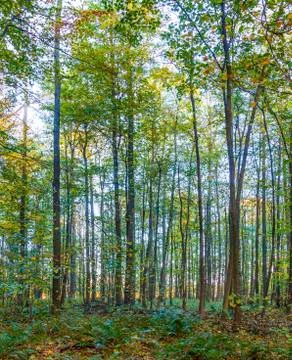 Harmonic pattern of oak trees in the forest Stock Photos