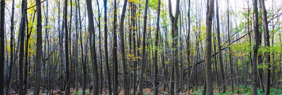 Harmonic pattern of oak trees in the forest Stock Photos