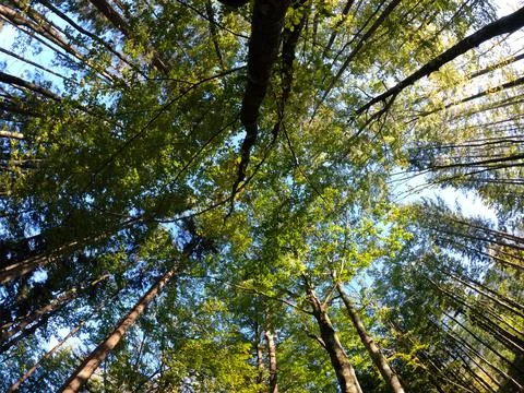 Harmonic Tree Leafe Circle - Under Trees Stock Photos