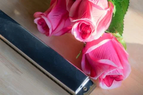 Harmonica with a rose flower Stock Photos
