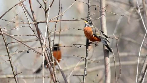 Harmonious Avian Duo Perched on Tree Branch Stock Photos