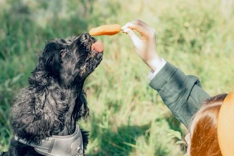 Harmonious bond between humans, pets, and nature, promoting mental well-bei.. 库存照片