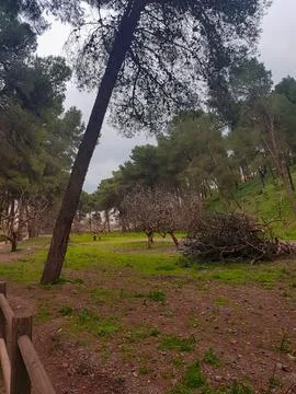 Harmonious coexistence of fig trees and pine trees Stock Photos