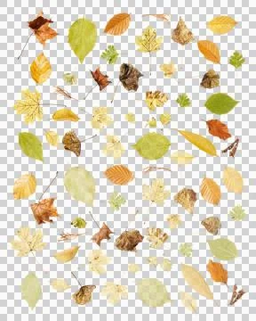A harmonious collection of dried leaves of different tree species that catc.. Stock Photos