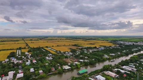 Harmonious drone panorama of riverside village and golden rice fields Stock Footage 337700856