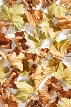 A harmonious scattering of dry maple leaves in brown and yellow tones, whos.. Stock Photos