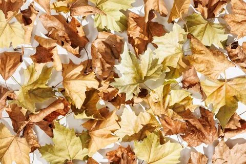 A harmonious scattering of dry maple leaves in brown and yellow tones, whos.. Stock Photos