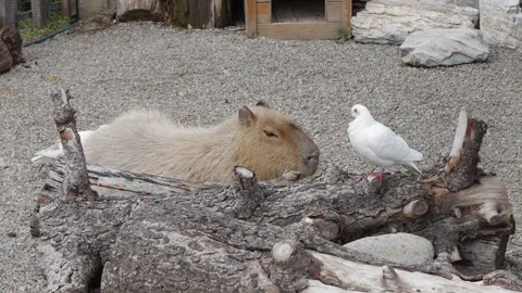The harmonious scene of capybaras and white pigeons, with capybaras being emotio Stock Footage 305797347