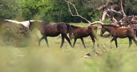 Harmonious Strides: A Herd of Horses Walking Peacefully Stock Footage 254939942