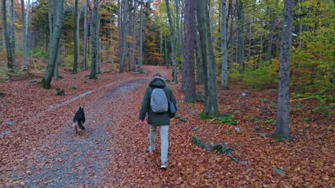 A harmonious walk through the fall woods: A man in a green coat and his Ger.. Stock Footage 256288467