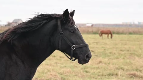 Harmony between horses and nature unfolds in the open fields The harmony of Stock Footage 305542080