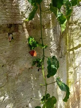 "Harmony between nature and aged architecture" Stock Photos
