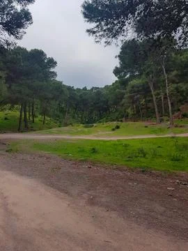 Harmony between pine trees and the natural world Stock Photos