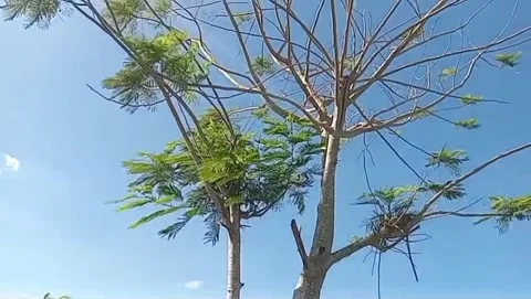 The harmony of dadap trees and sunlight. Stock Footage 337863569
