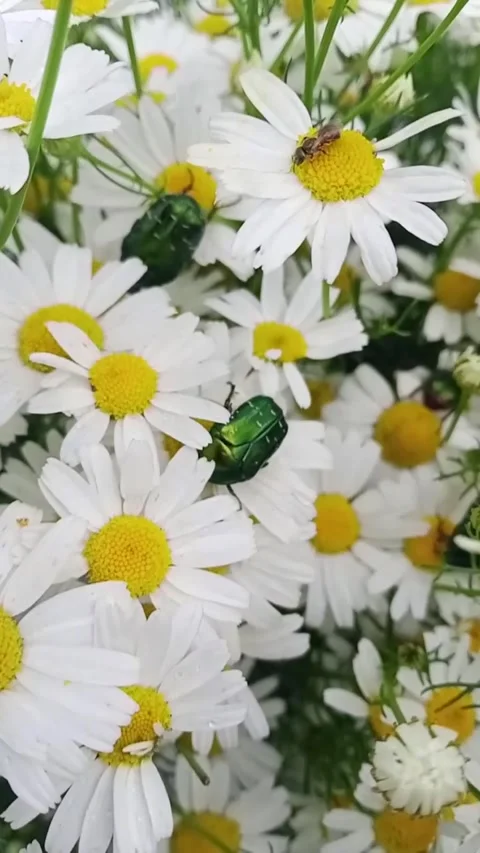 Harmony of the field Stock-Footage 312326618