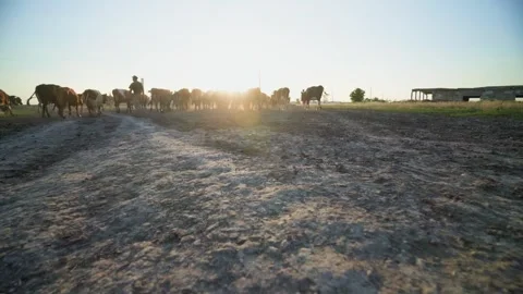 Harmony in the fields with brown cows. Free grazing cattle. Stock Footage 308971409