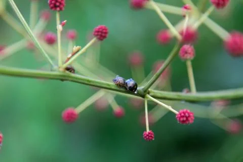 Harmony Of Flower Buds 库存照片