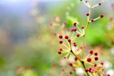 Harmony Of Flower Buds Stock Photos