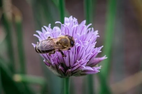 Harmony in the garden: A bee and Chive flowers of pollination Stock Photos