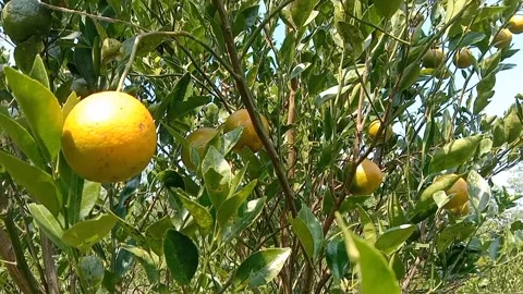 Harmony of golden orange fruit and green foliage. 動画素材 337391758