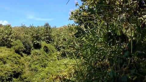 Harmony of the Green Forest Stock Footage 330586144