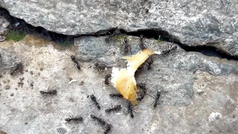 Harmony in the life of ants, working together to get food Stock Footage 258206221