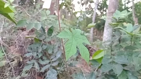 Harmony of nature and wild bitter melon. Stock Footage 340019072