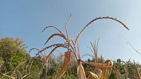 The harmony of nature in the drying corn fields. Stock Footage 336318989