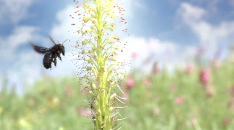 Harmony of Nature Stock Footage 38529781