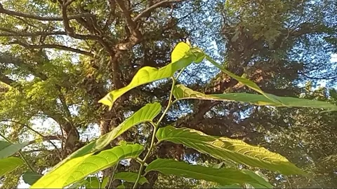 Harmony of nature in kratom leaf sheets. 스톡 동영상 332889523