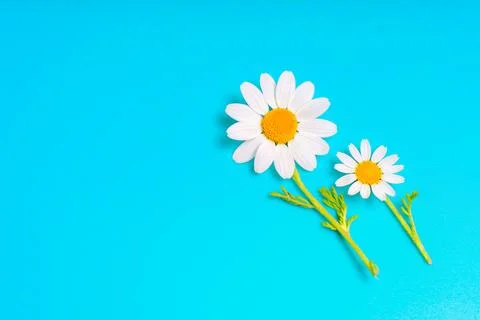 Harmony in Nature: Two Tiny Daisies on a Blue Background 스톡 사진