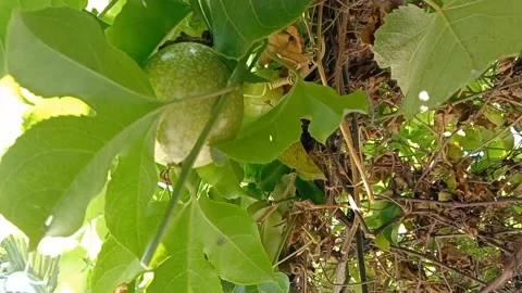 The harmony of passion fruit and green leaves. Video stock 337378943