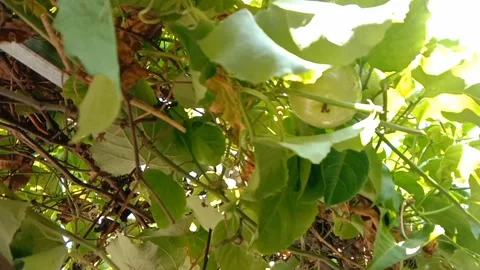 The harmony of passion fruit and green leaves. Video stock 337378961