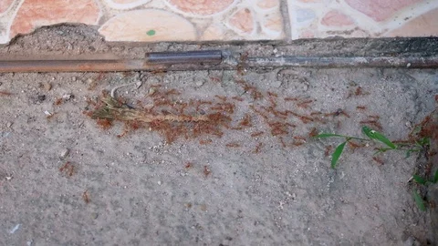 Harmony red ants carrying fishbone to somewhere Stock Footage 93978749