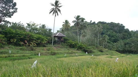 Harmony of rice fields and jungle retreat in Asia Stock Footage 307078132