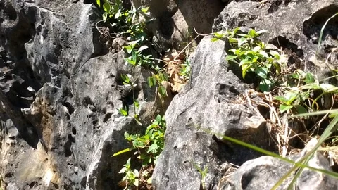 Harmony of Rocks and Plants in the Wild Stock Footage 331192291
