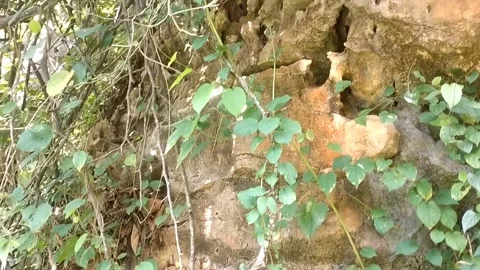 Harmony of Stone Wall and Wild Vegetation Stock Footage 330274083